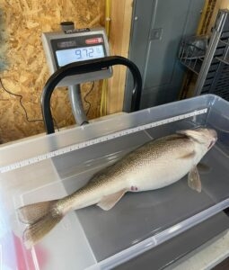 Large fish on scale weighing 9.72 pounds.